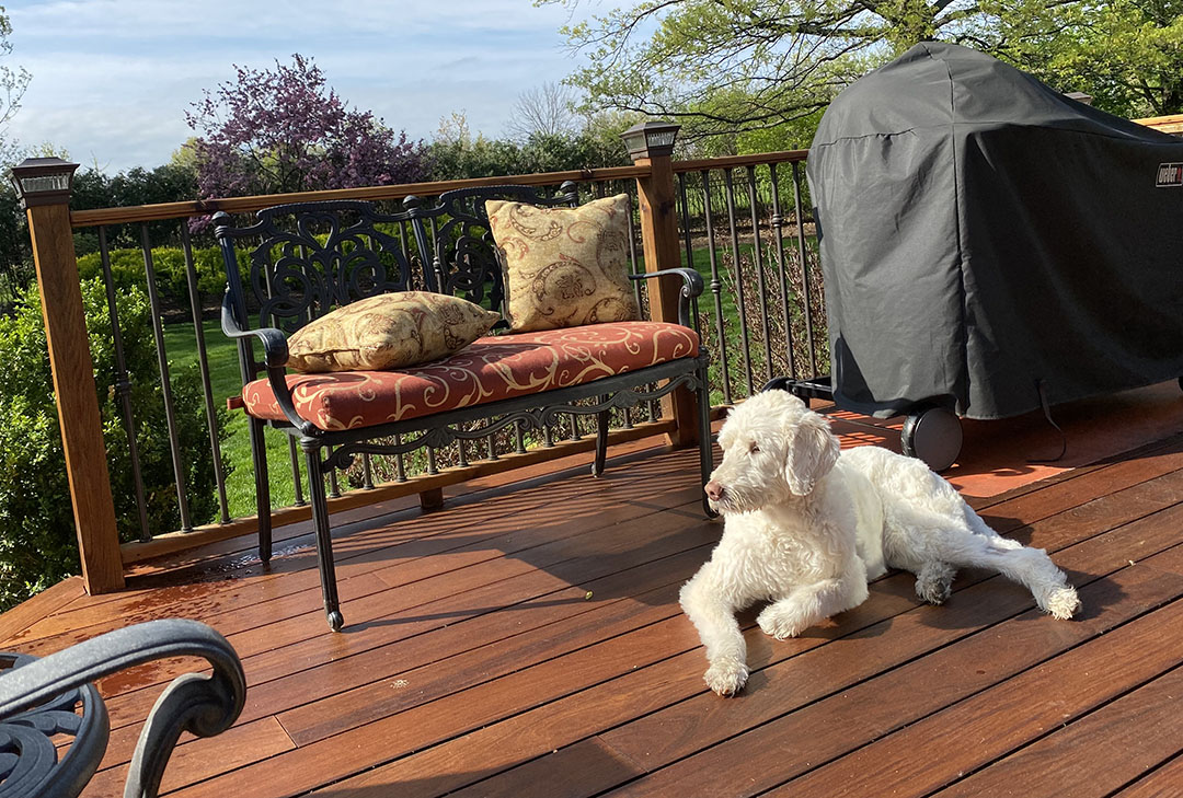dog on the deck