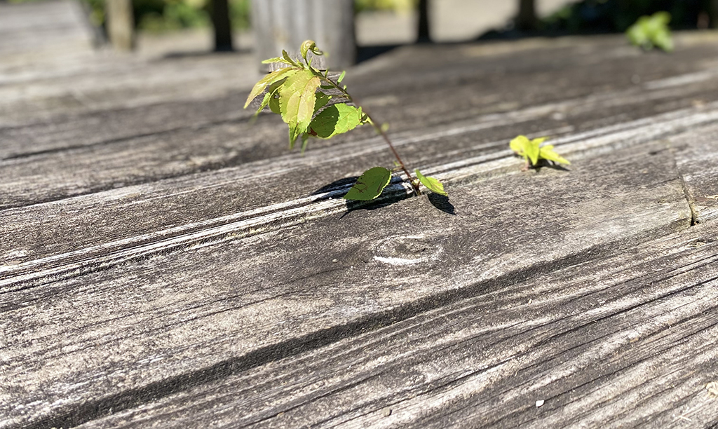 old deck boards needing repairs